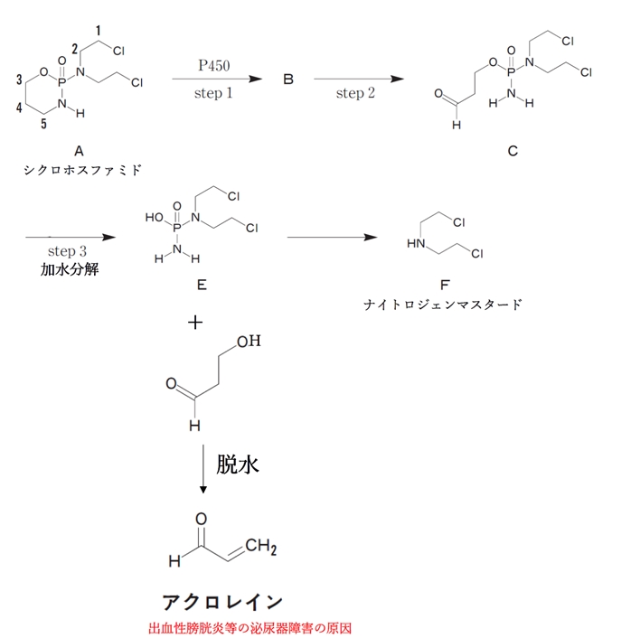 シクロホスファミドの代謝と活性化，アクロレイン構造 99回薬剤師国家試験問211，212
